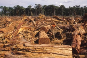 Deforestation