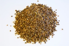 Hemp Seed