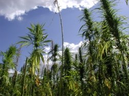 hemp crop