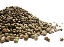 Hemp Seeds